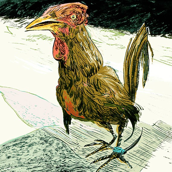 570x570 Cockfighting In Mexico - Rooster Fight Drawing
