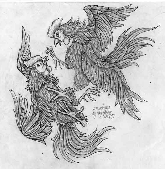 567x581 Fighting Cocks Are Roosters That Participate In The Blood Sport - Rooster Fight Drawing
