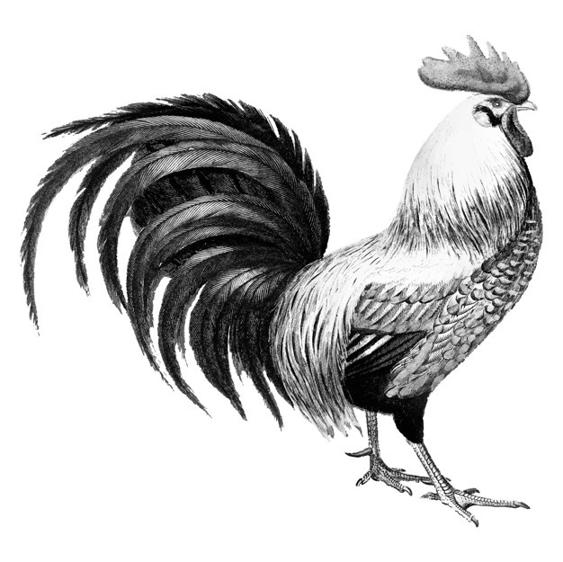 626x625 Rooster Vectors, Photos And Free Download - Rooster Fight Drawing
