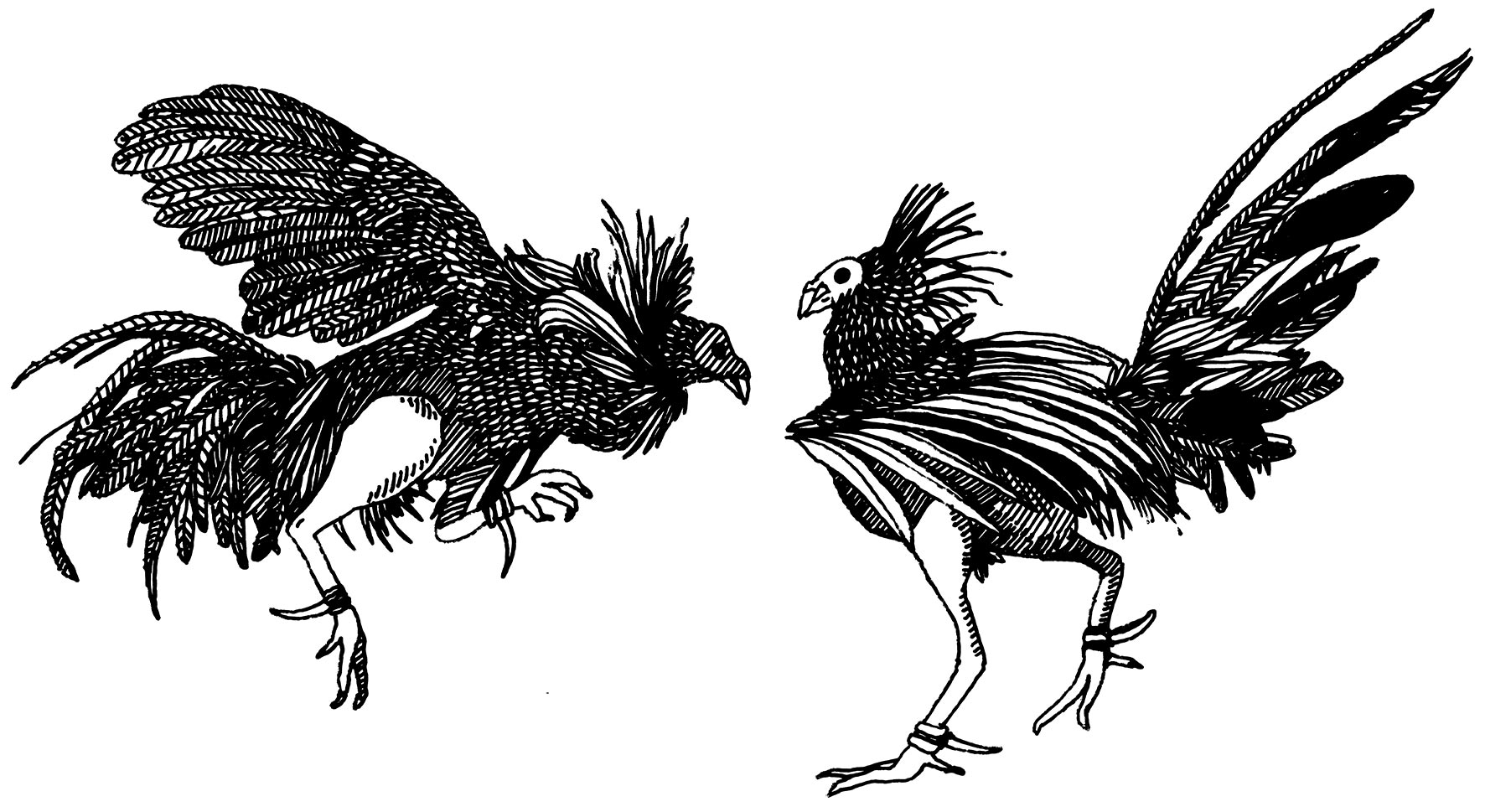 Rooster Fight Drawing at Explore collection of