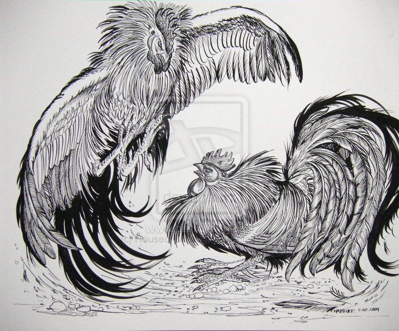800x663 Roosters Fighting Large - Rooster Fight Drawing