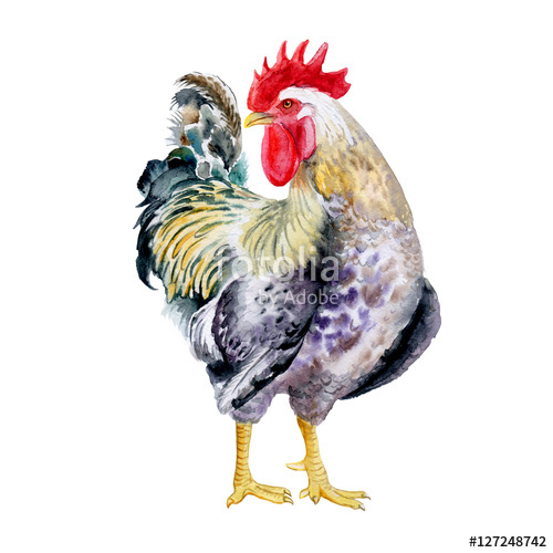 500x500 Watercolor Drawing Of Rooster Isolated On White Background Hand - Rooster Fight Drawing