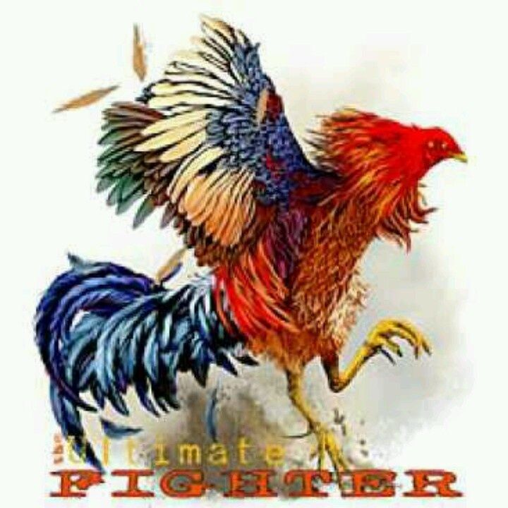 720x720 Fighting Rooster Drawings With Spurs - Rooster Fight Drawing