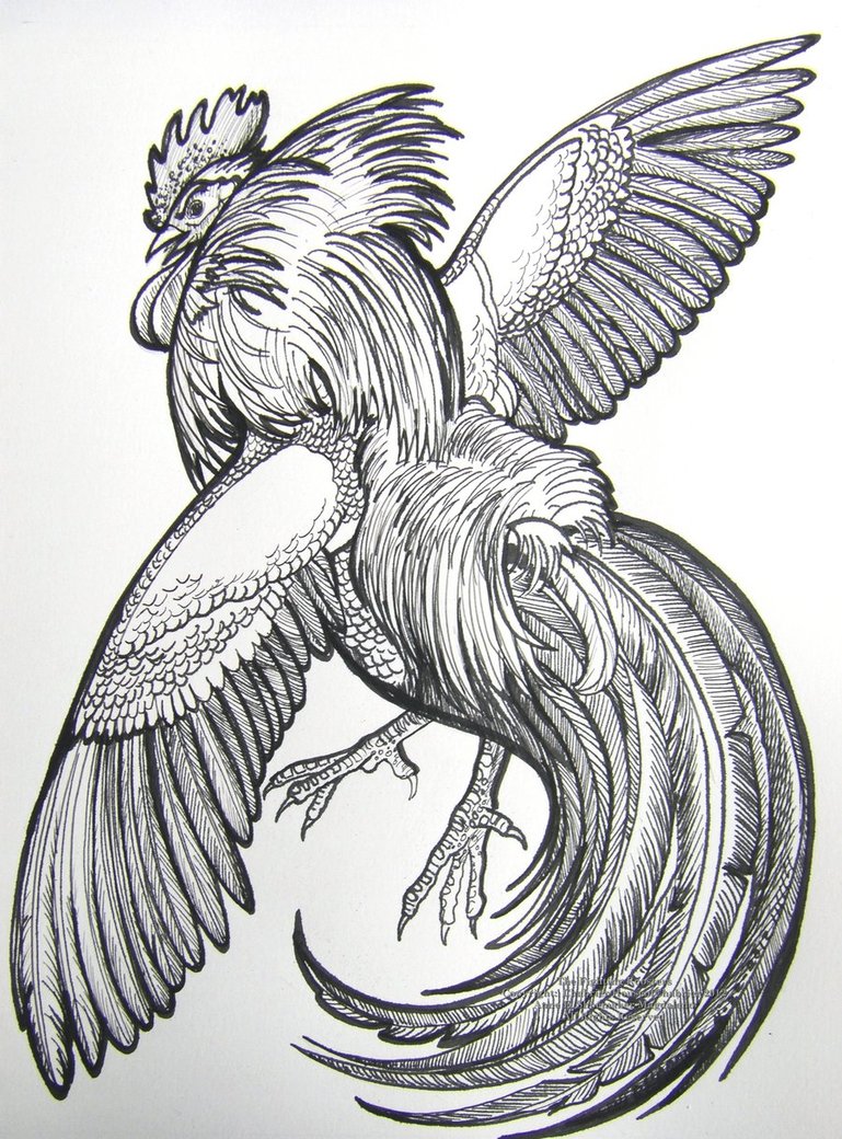 769x1040 Rooster Drawing Head For Free Download - Rooster Fight Drawing