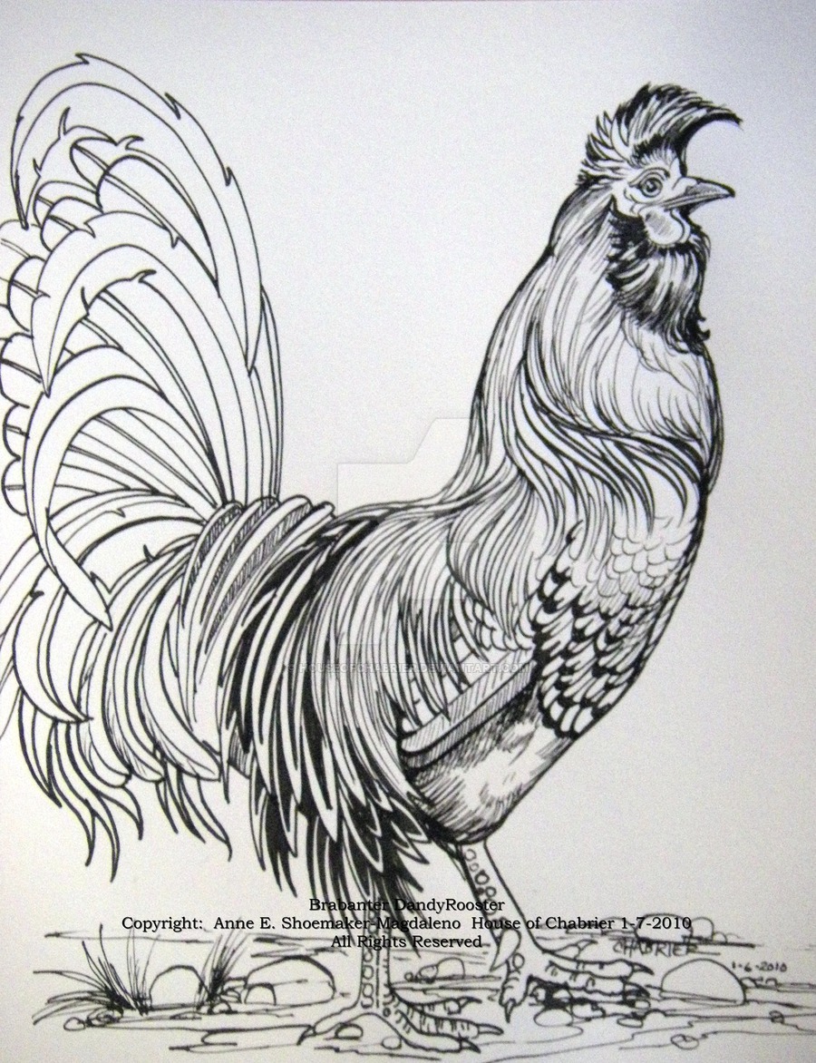 900x1172 Rooster Drawing Artistic For Free Download - Rooster Fight Drawing