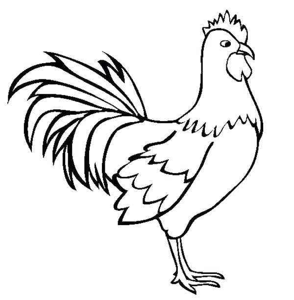 600x612 Rooster Head Drawing - Rooster Head Drawing