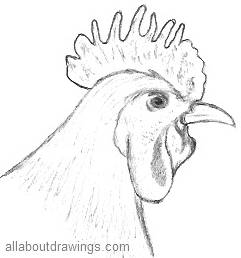 241x258 copy these simple rooster drawings - Rooster Head Drawing