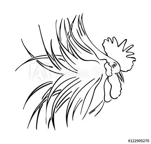 500x476 silhouette of a rooster head cock sketch, hand drawing symbol - Rooster Head Drawing