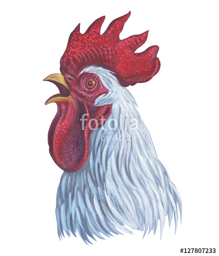 427x500 White Cock White Rooster's Head, Drawing Stock Photo - Rooster Head Drawing