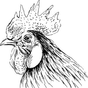 300x300 hand sketch rooster head vector lazttweet - Rooster Head Drawing