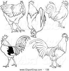 236x243 Best Chicken Drawings Images Chicken Art, Coloring Books - Rooster Line Drawing
