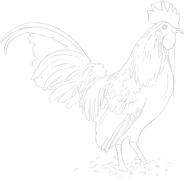 Rooster Line Drawing at Explore collection of