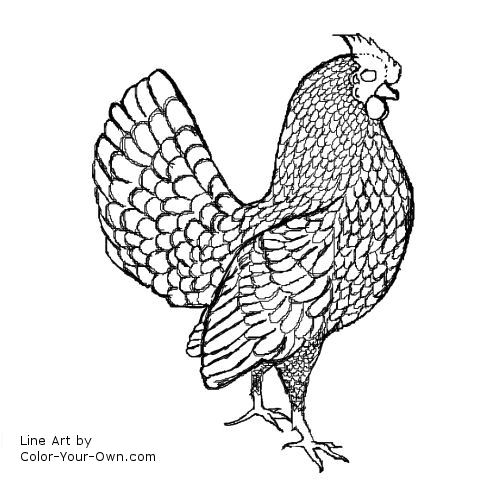 500x500 Sebright Chicken - Rooster Line Drawing
