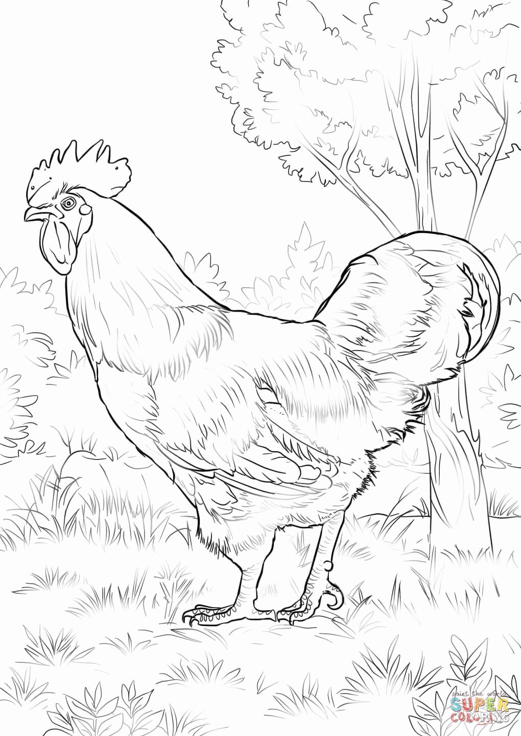 1020x1440 Duck Outline Drawing Fresh Rhode Island Red Rooster Coloring - Rooster Outline Drawing