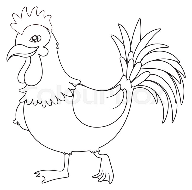 800x794 Animal Outline For Rooster Stock Vector Colourbox - Rooster Outline Drawing