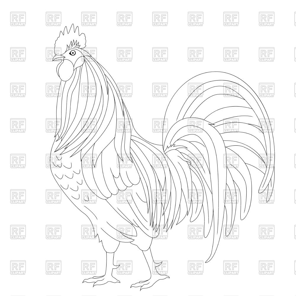 1000x1000 Proud Rooster Outline Vector Image Of Silhouettes, Outlines - Rooster Outline Drawing