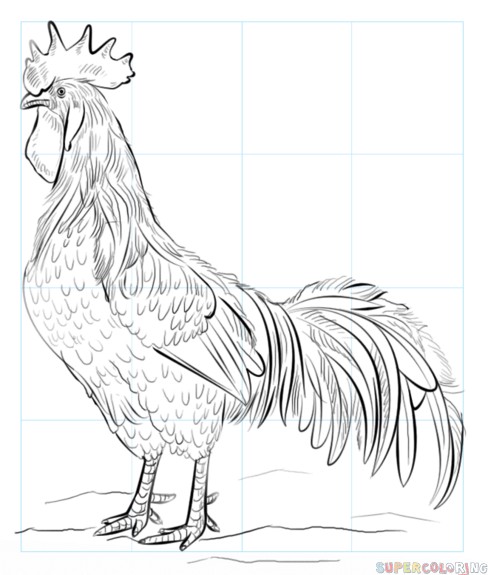 488x575 Rooster Drawings Outline - Rooster Outline Drawing