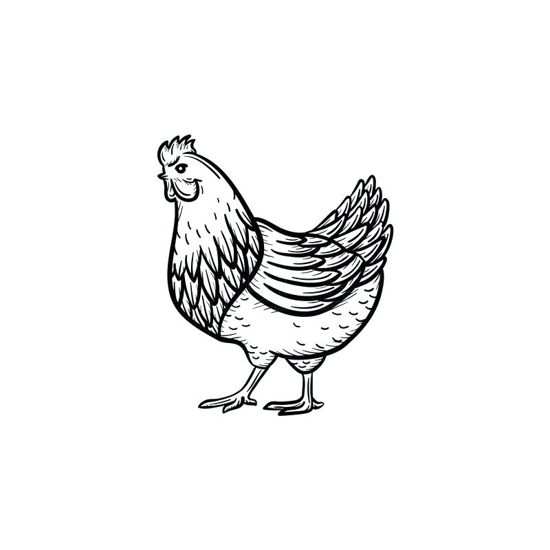 800x800 chicken outline chicken icons set set of chicken outline icons - Rooster Outline Drawing