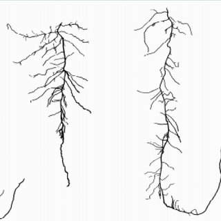 320x320 line drawings of roots - Roots Drawing