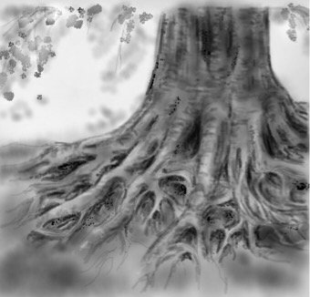 340x326 roots drawings - Roots Drawing
