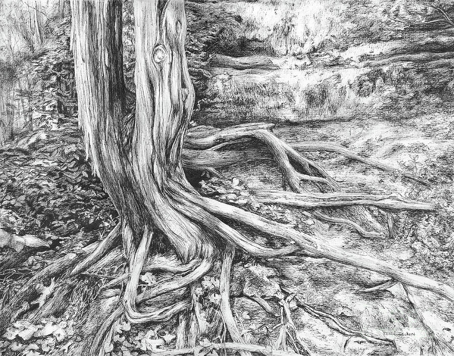 900x707 tree roots drawing - Roots Drawing