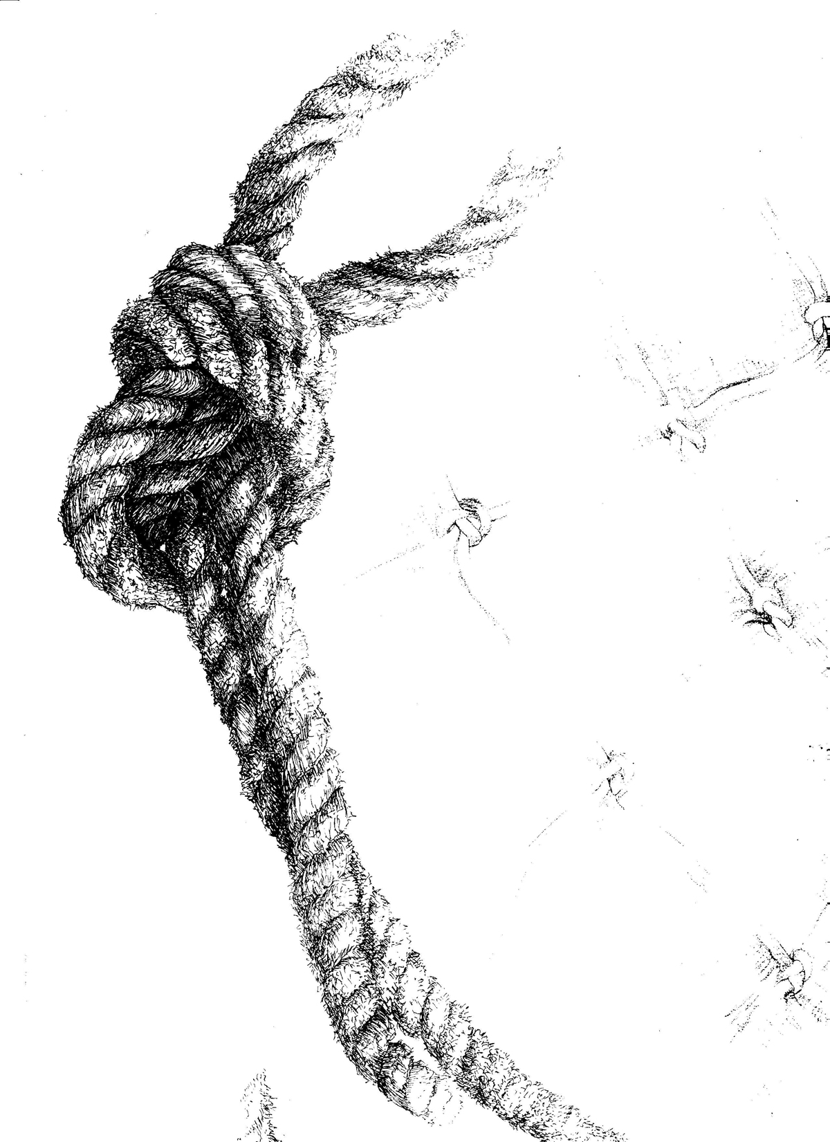 Rope Knot Drawing at Explore collection of Rope