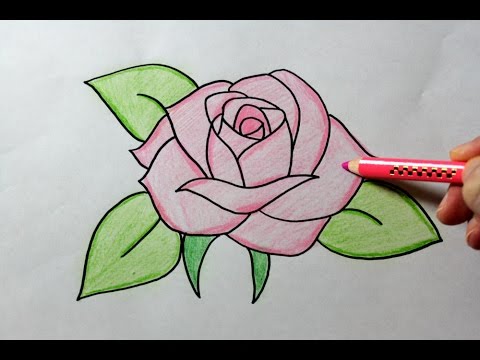 480x360 drawing a rose - Rosa Drawing