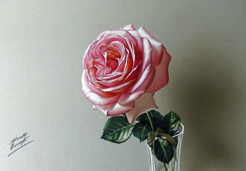 800x555 drawing rose flower - Rosa Drawing