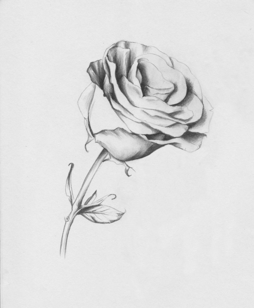 845x1024 drawing roses in graphite pencil and colored pencil - Rosa Drawing