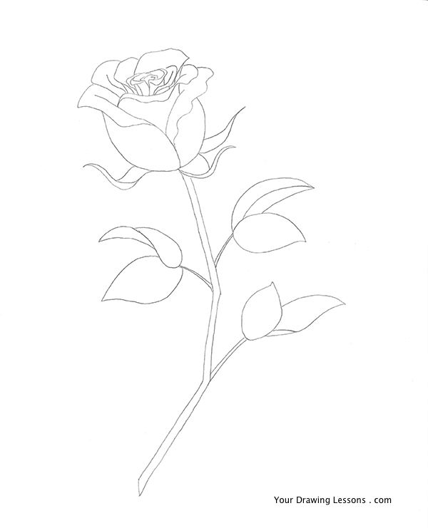 600x741 how to draw a rose your drawing lessons - Rosa Drawing