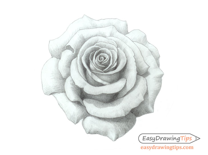 728x540 How To Draw A Rose Step - Rosa Drawing