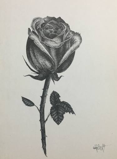 375x510 Rose Drawing - Rosa Drawing
