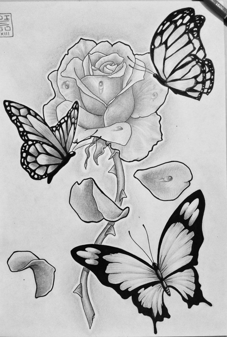 Rose And Butterfly Drawing At Explore Collection