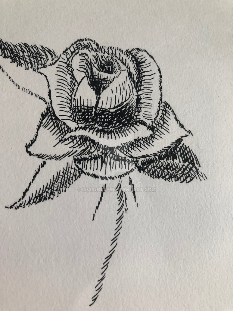 774x1032 Rose With Cross Hatching - Rose And Cross Drawings