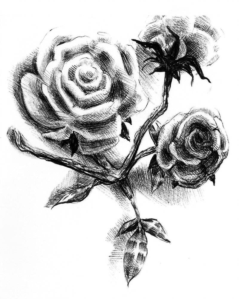 800x1000 Rosary Rose - Rose And Rosary Drawing