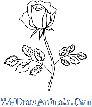 300x350 How To Draw A Rose Flower - Rose And Stem Drawing