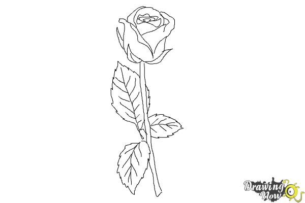 600x400 How To Draw A Rose Step - Rose And Stem Drawing