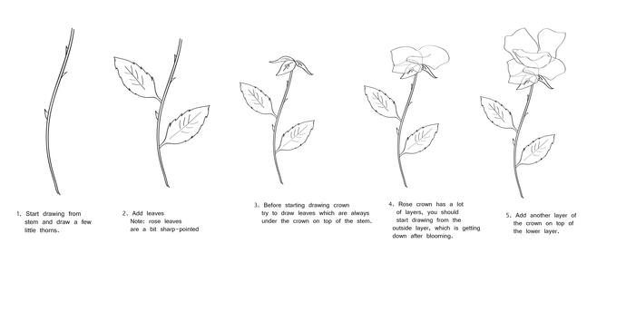 690x344 How To Draw A Rose In Steps Freelancer Blog - Rose And Stem Drawing