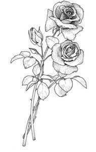 190x300 image result for rose with stem drawing - Rose And Stem Drawing