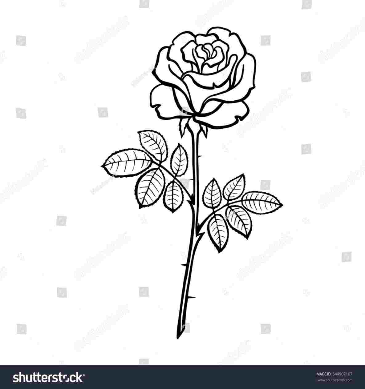 1185x1264 rose and stem drawing - Rose And Stem Drawing