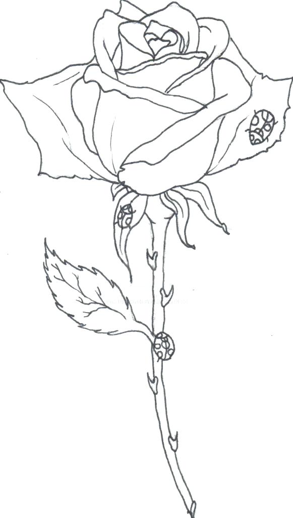 581x1024 rose drawing outline rose drawing outline line art clip art rose - Rose And Stem Drawing
