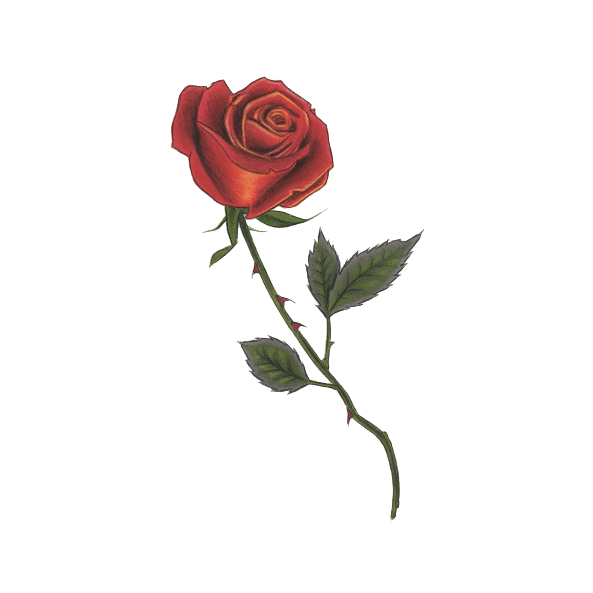 2048x2048 stem drawing red rose transparent png clipart free download - Rose And Stem Drawing