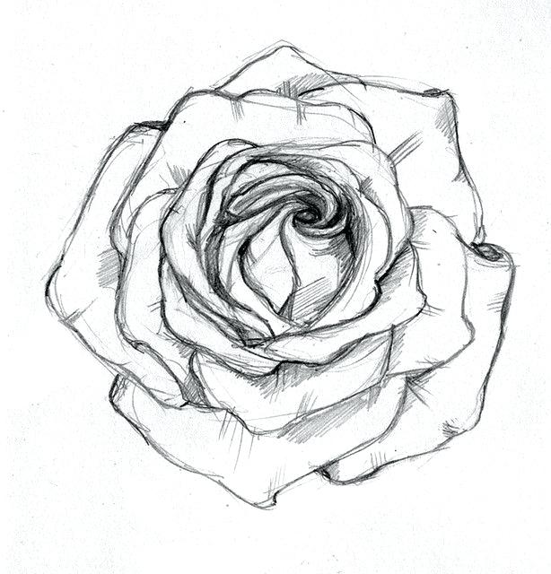 614x640 Best Drawings Images On Ideas For Drawing Drawing Rose Drawings - Rose And Stem Drawing