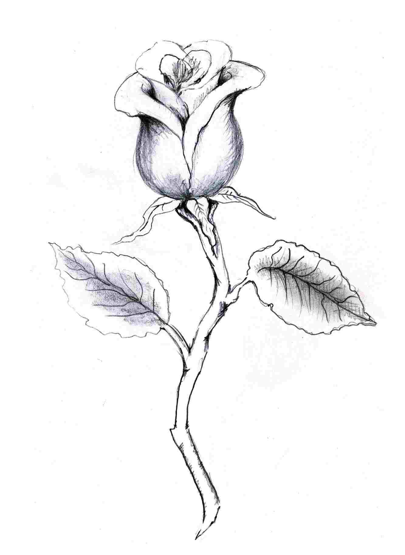 Rose And Stem Drawing at Explore collection of