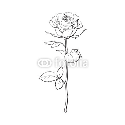 Rose And Stem Drawing at PaintingValley.com | Explore collection of ...