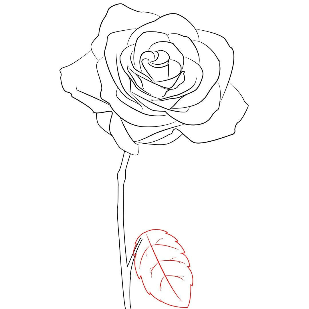 Rose And Stem Drawing at Explore collection of