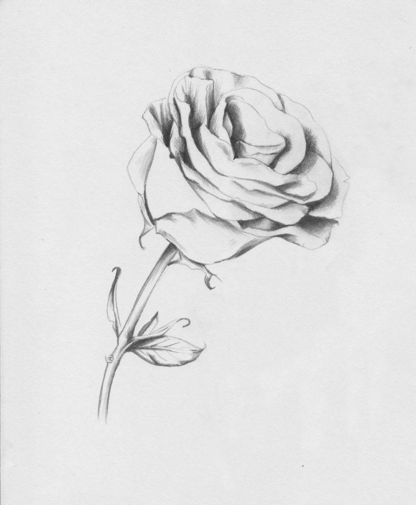 Rose Art Drawing at PaintingValley.com | Explore collection of Rose Art ...