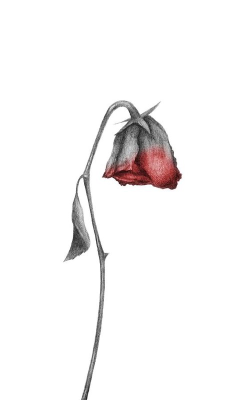 480x800 dying rose art print - Rose Art Drawing