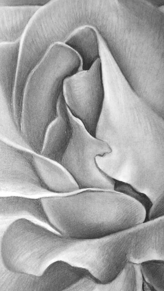 338x600 How To Draw A Rose - Rose Art Drawing
