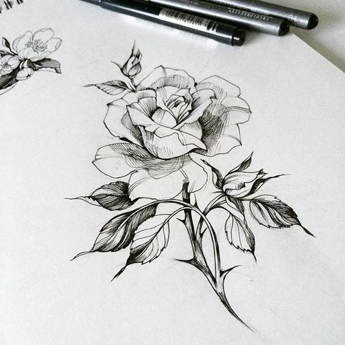 500x500 Koroleva Olga - Rose Art Drawing